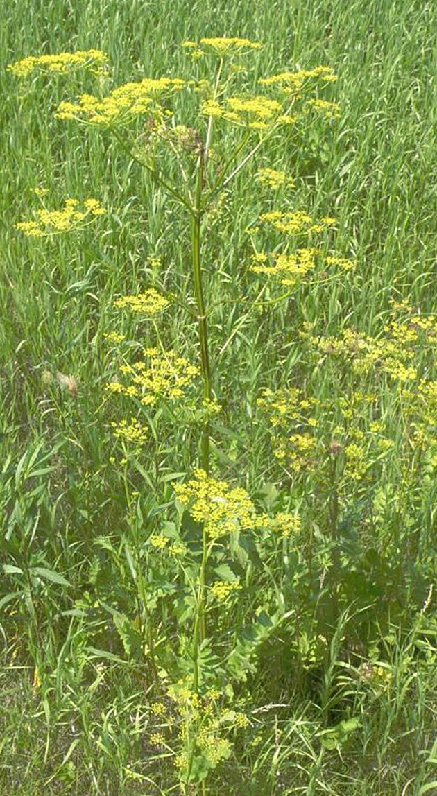 [Listen] Now is a good Time to control Wild Parsnip