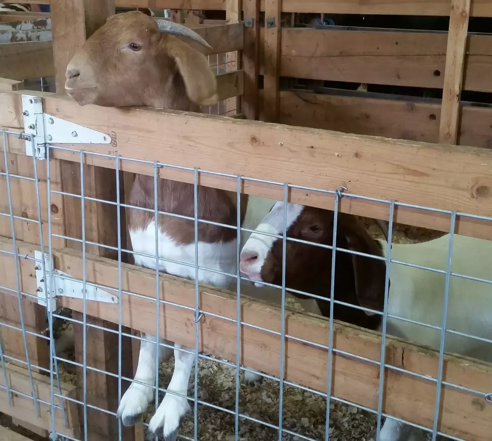 Scenes From the 2016 Rice County Fair, Day 1