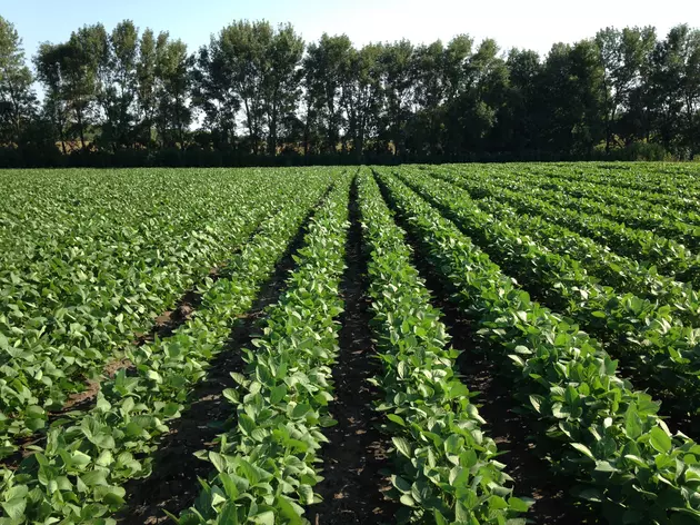 Market Report: Corn and Beans Higher Wednesday