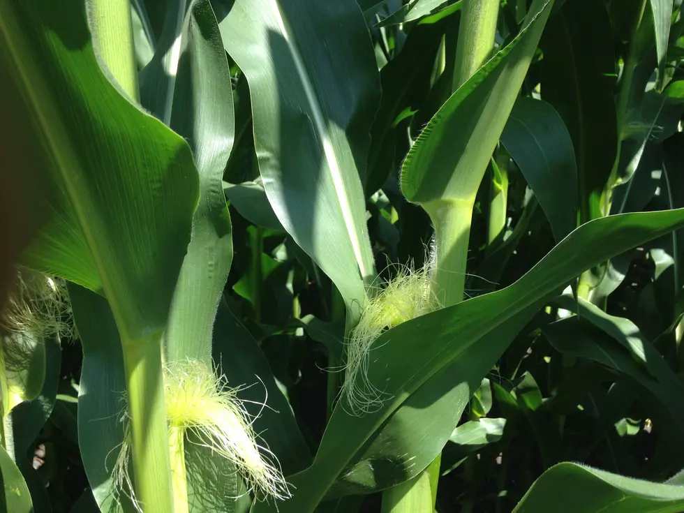 Market Report: Corn and Beans Slightly Lower Wednesday