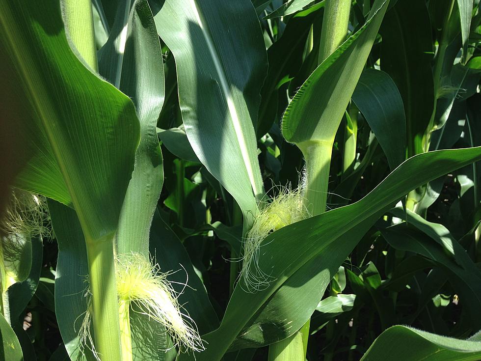 Market Report: Corn Unchanged Tuesday, Beans Higher