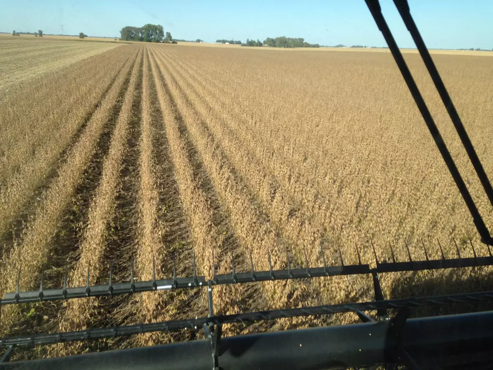 [Listen] Minnesota Soybean Council Survey Seeks Farmer Input