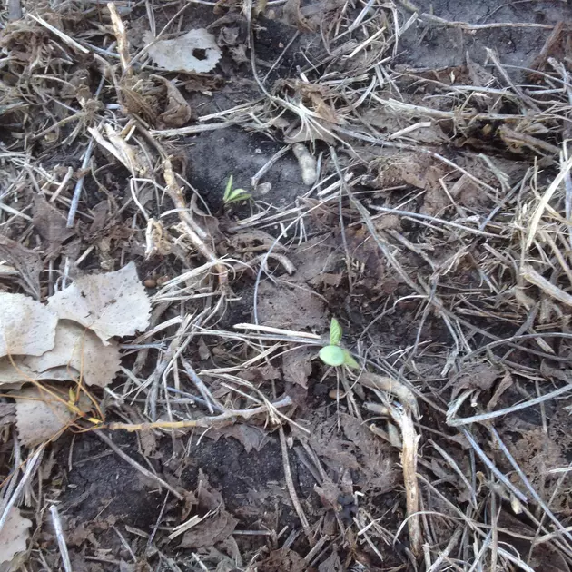 Beans Sprouting Again in Southern Minnesota