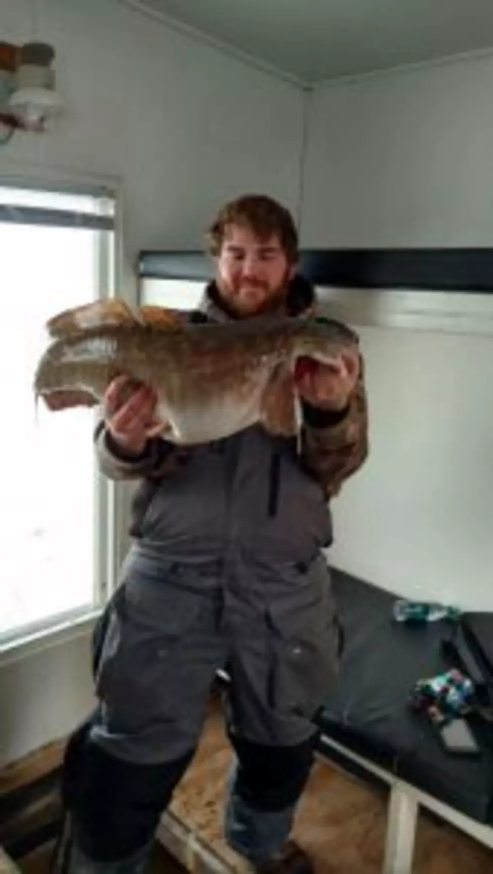Record Eelpout Caught