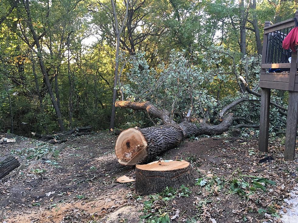 Faribault Police Believe Tree Vandals Caught