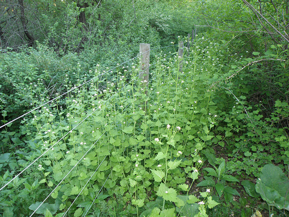 This Weed Is Restricted in Minnesota. Is it in Your Yard?