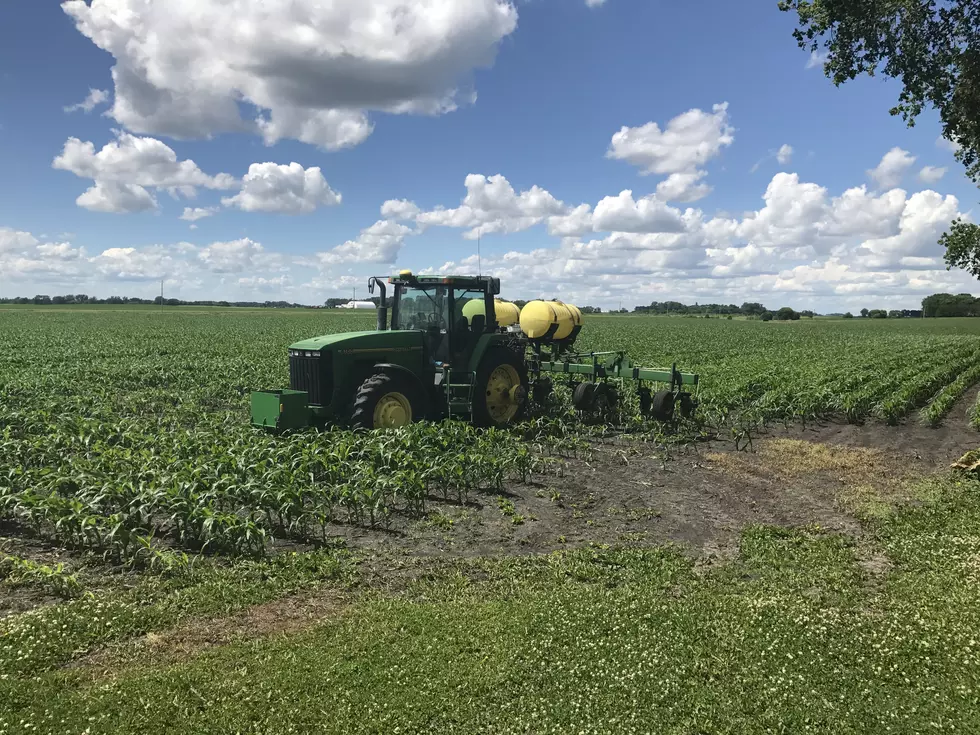 Minnesota Corn Growers Needed for Nitrogen Research Project