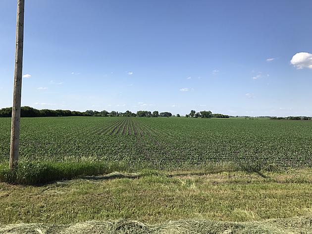 Corn and Beans See Good Close Friday