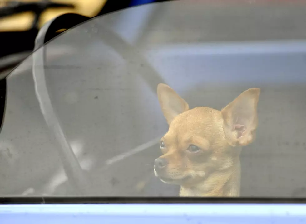 Can You Free A Dog From A Locked Vehicle In The Heat?