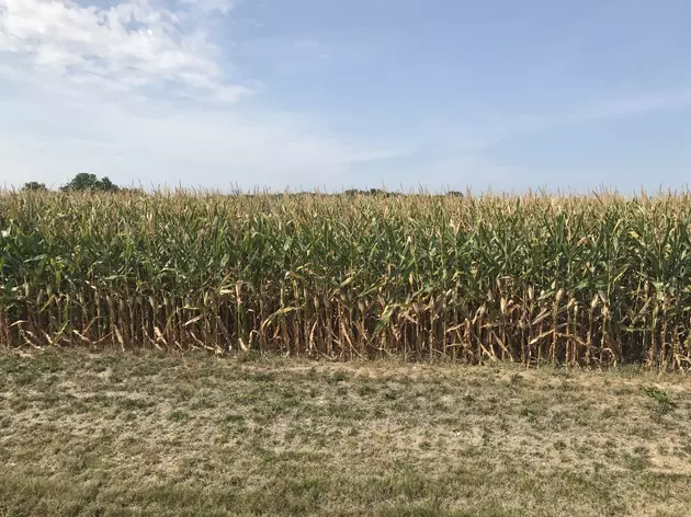 Good Week For Corn and Beans