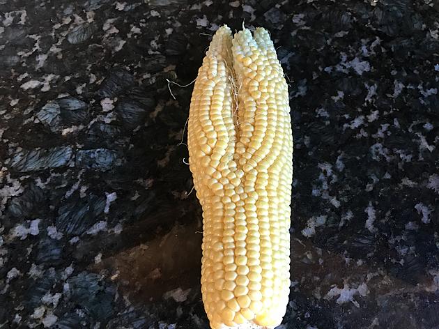 Unusual Ear of Sweet Corn