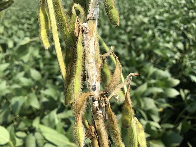 White Mold In Beans