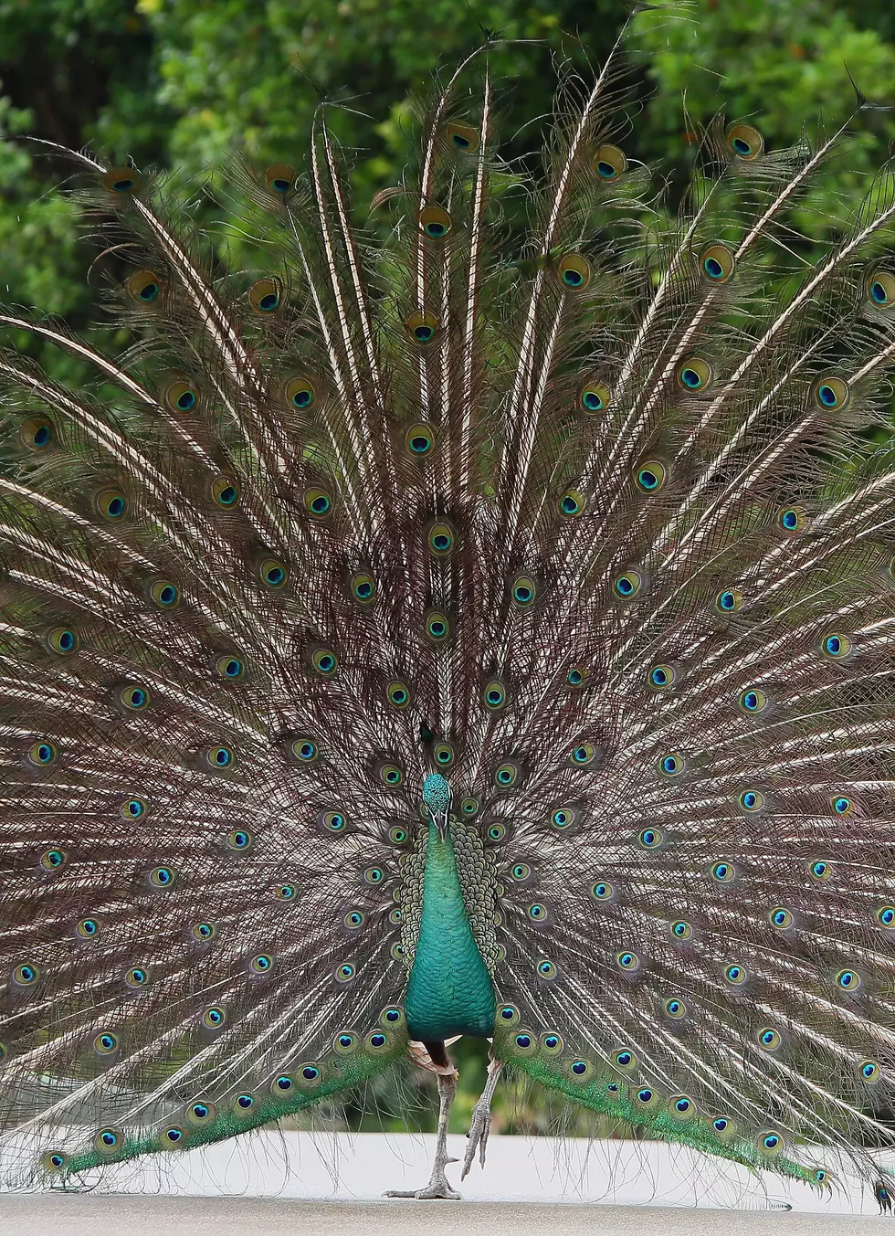 Emotional Support Peacock?