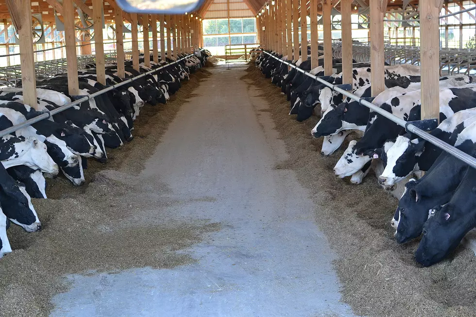 Understanding 2020 Financial Programs For Dairy Farmers