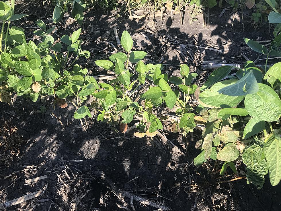 Hailed Beans Still Green