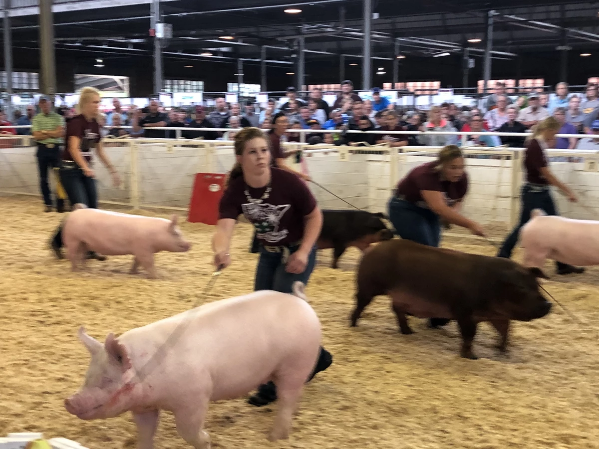 State Fair 4H Swine Show