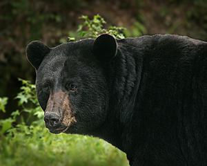 7 Bears Spotted Near Faribault In March, Where Are They Now?