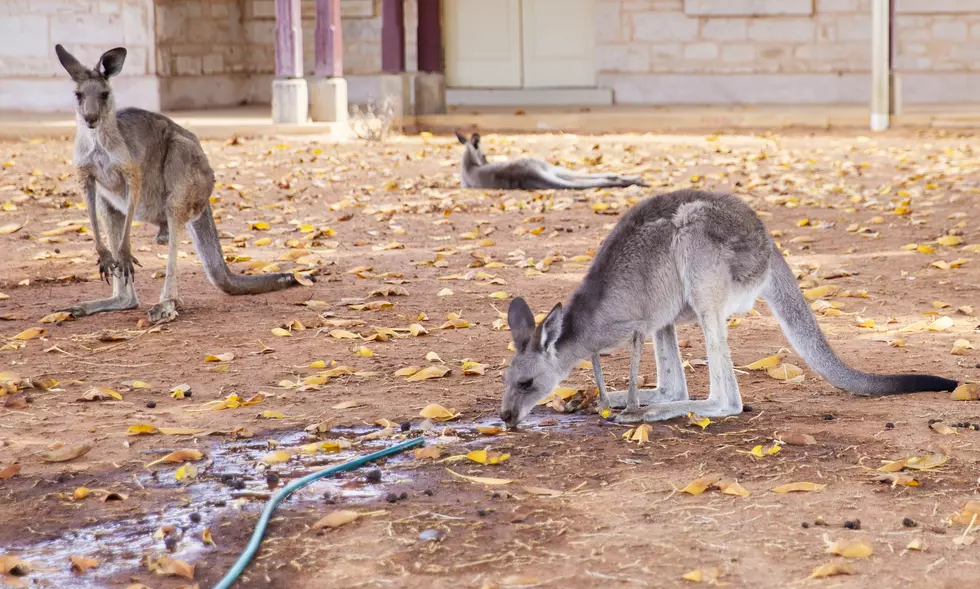 Minnesota Zoo ‘Kangaroo Crossing’ Replaced With ‘Llama Trek’