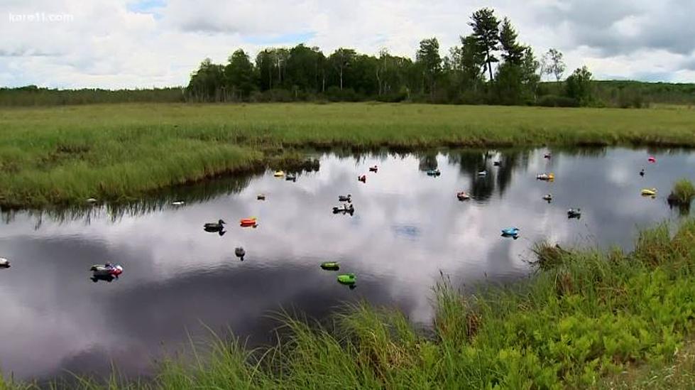 Colorful Ducks in Minnesota Ditch Getting A Lot of Attention