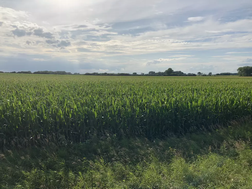 Minnesota Corn Rootworm Survey