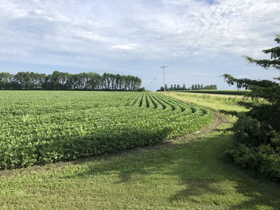 Minnesota’s New Soybean Fertilizer Guidlines