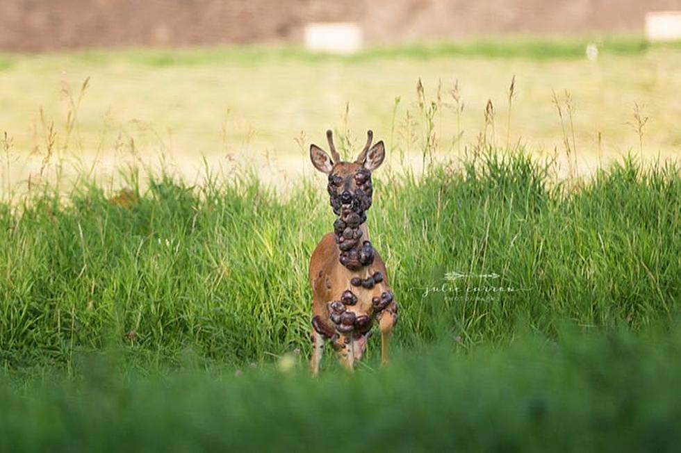 What the Heck is Wrong With This Southern Minnesota Deer?!