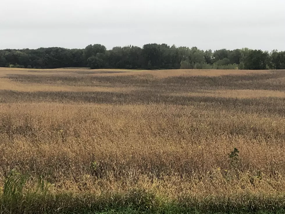 White Mold Affecting Local Soybeans