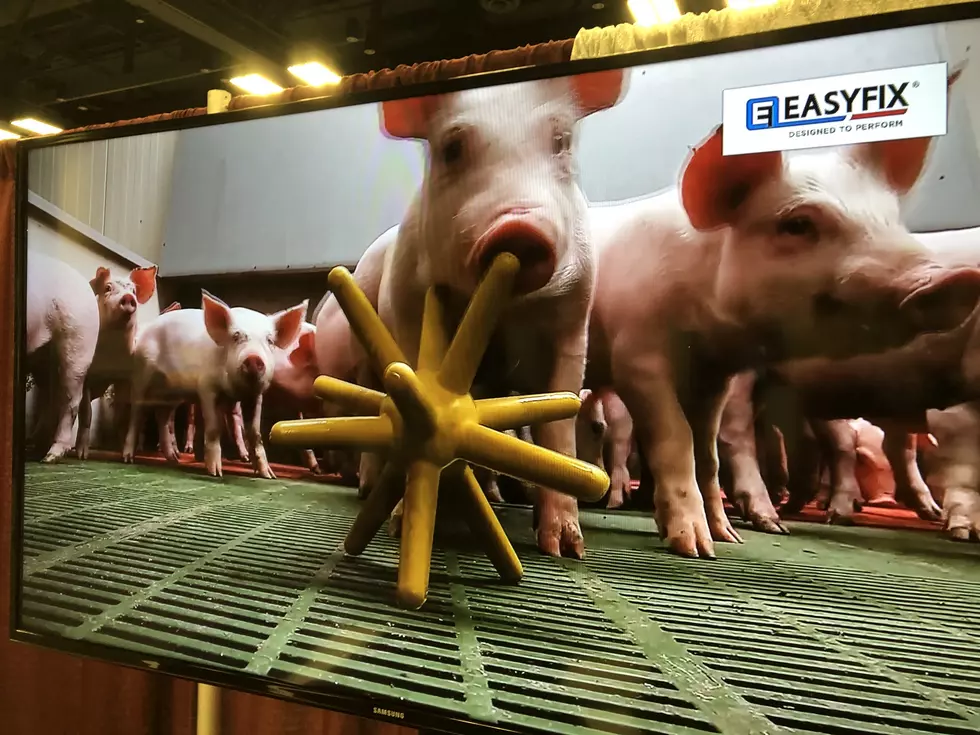 Toys For Pigs at Pork Congress