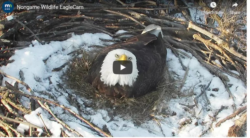 Minnesota DNR EagleCam Shows Eaglets