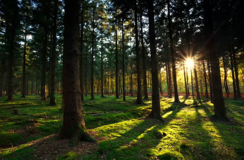 State of Minnesota Buys 200 Acres of Rare Land in Southeast Minnesota