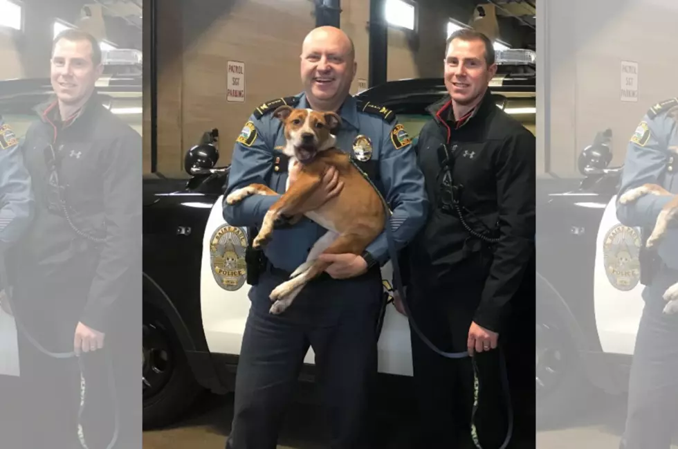 Puppy Stolen in February from a Minnesota Animal Humane Society Has Been Found