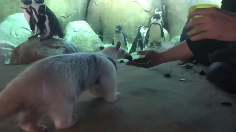 Minnesota Zoo Shares Video of Anteater Meeting Penguins for the First Time