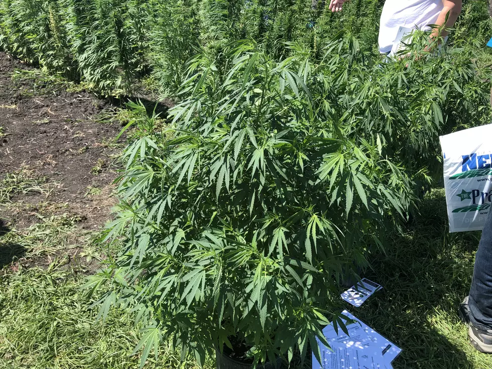 [Listen] AM Minnesota Growing Industrial Hemp In Minnesota