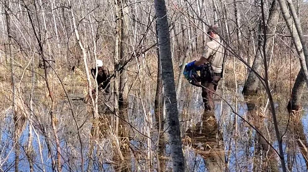 [WATCH] Chisago County Sheriff Saves Bald Eagle from Swamp