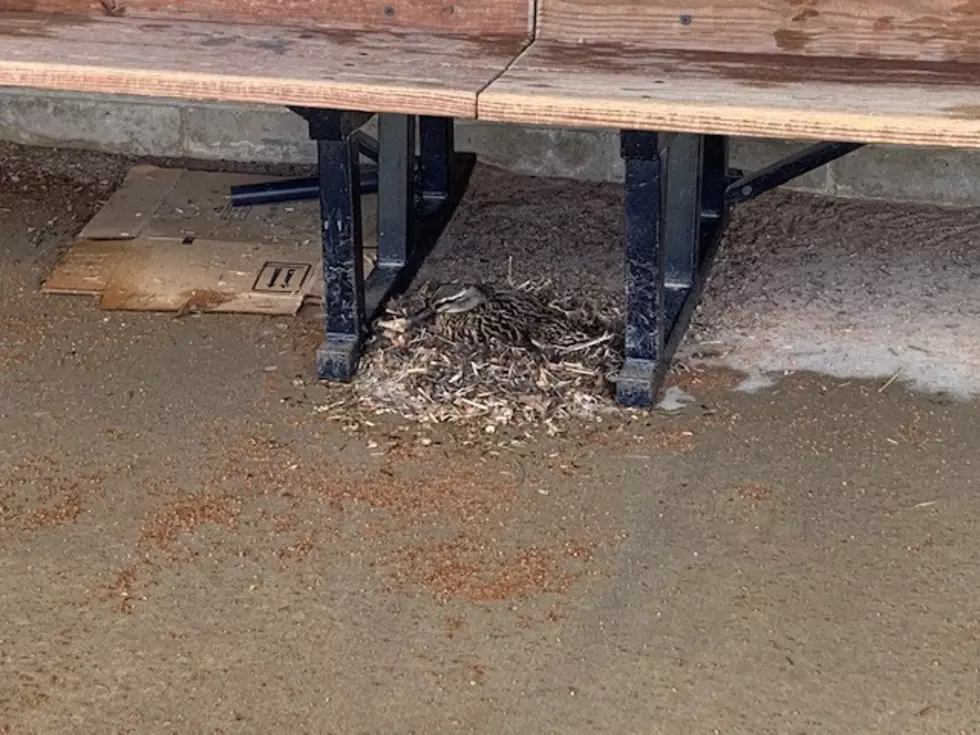 Faribault’s Bell Field Home to a Dugout Duck