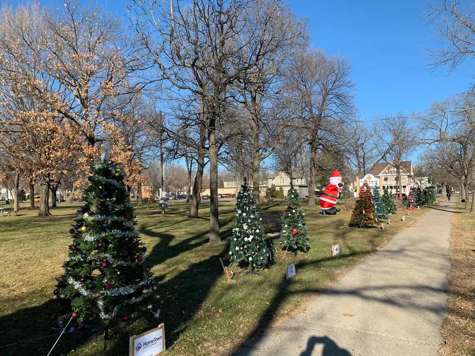 Faribault Central Park Trees a New Tradition