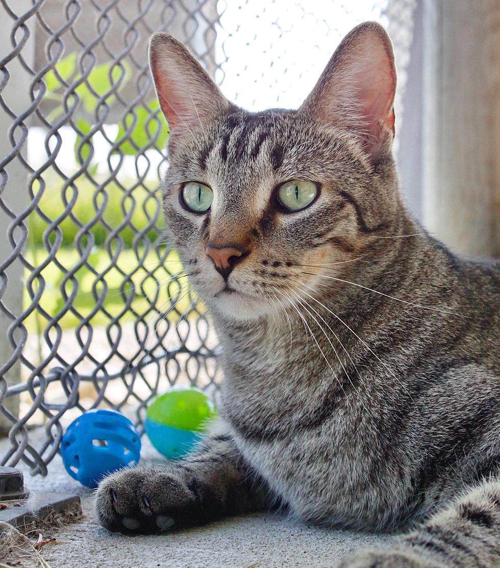 Adoptable Pet of the Week: Meet Tut the Cat!