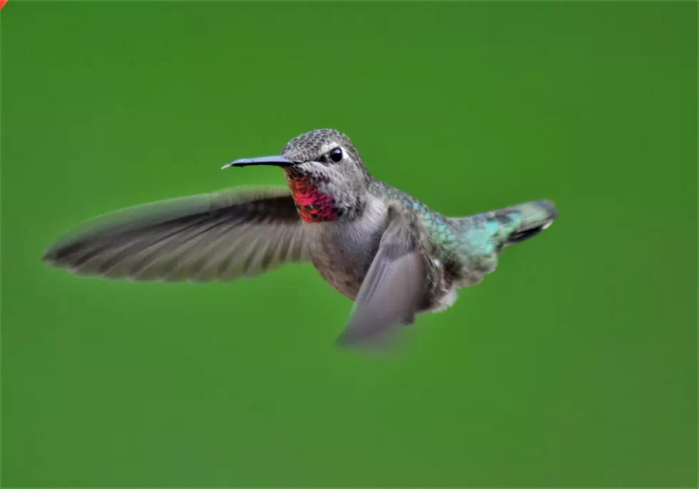 Hummingbirds Are on Their Way to Minnesota by the Thousands