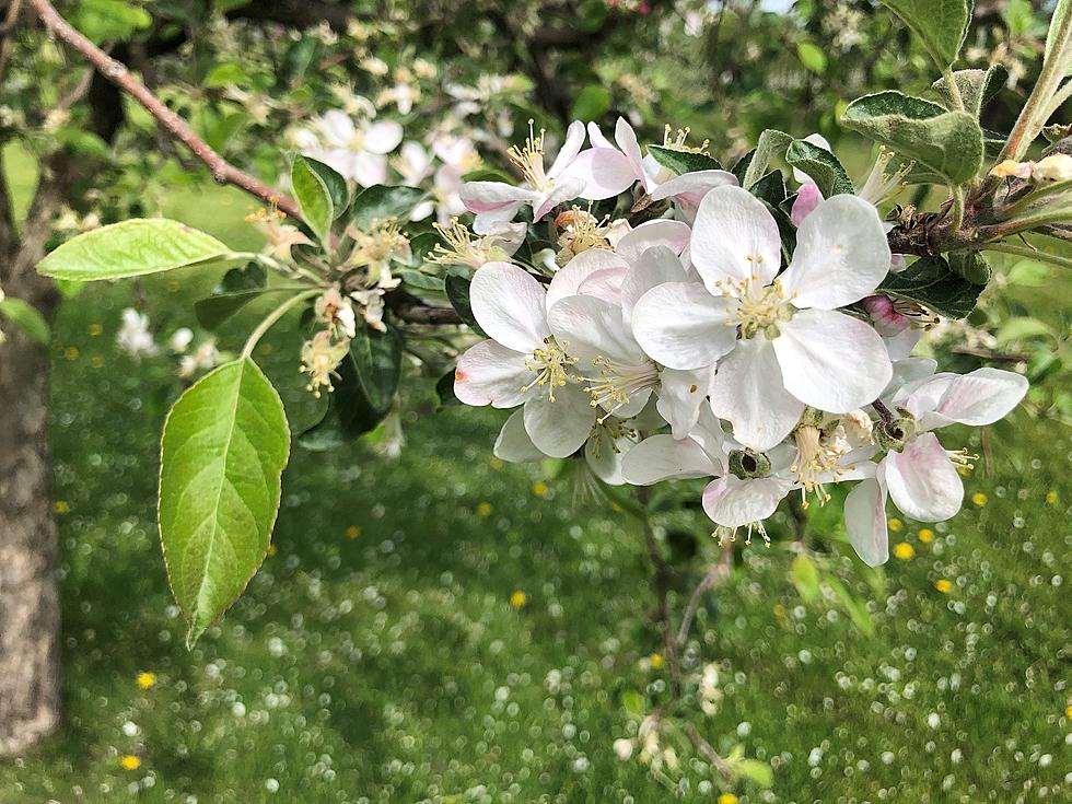 Minnesota Apples Survive Cold Temperatures