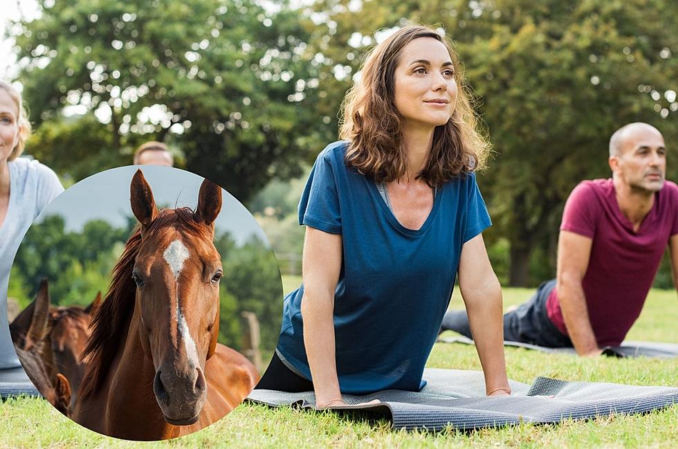 Horse Yoga will Help You Find Your Zen at The Hayloft in Minnesota
