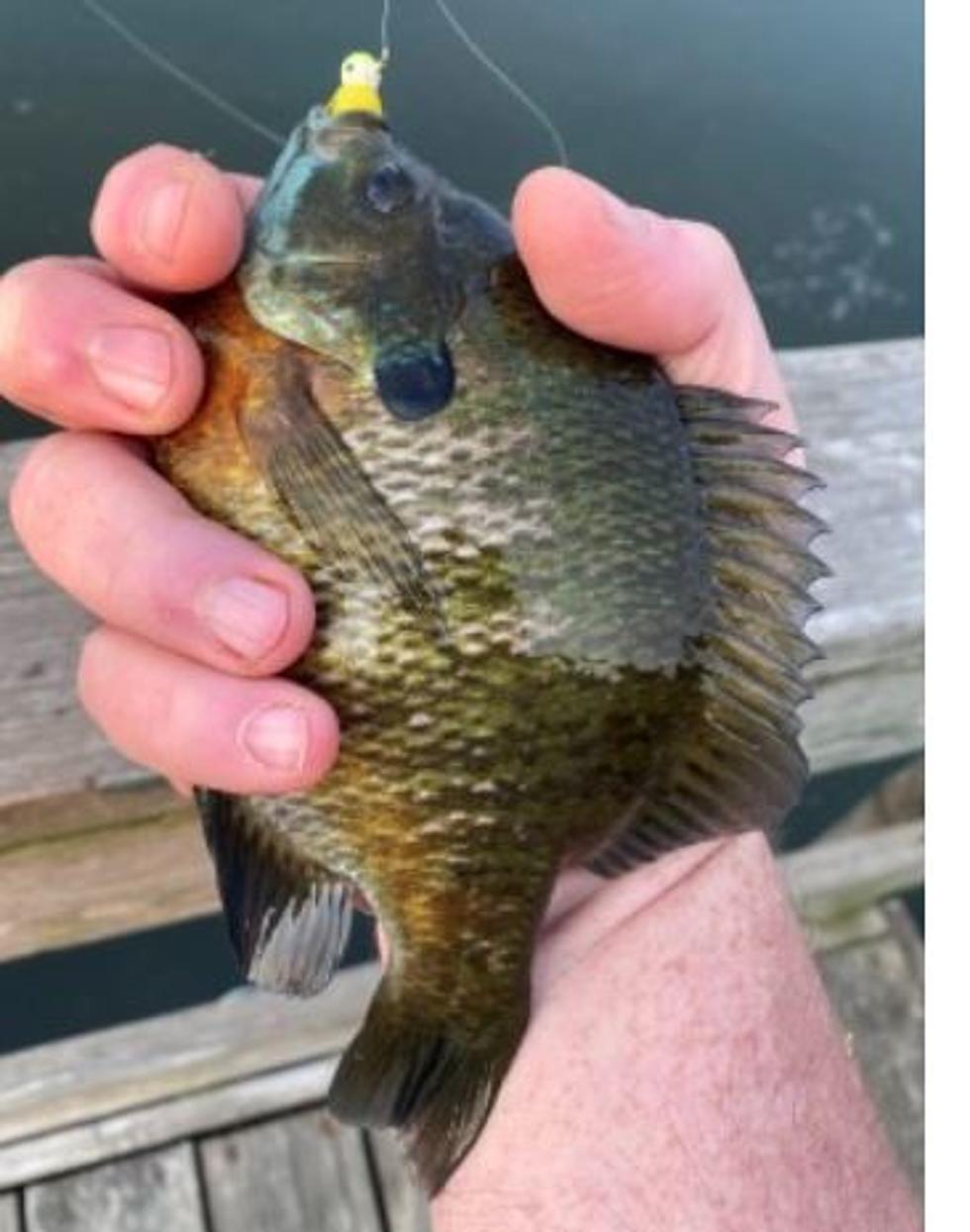 Minnesota DNR Quality Sunfish Initiative