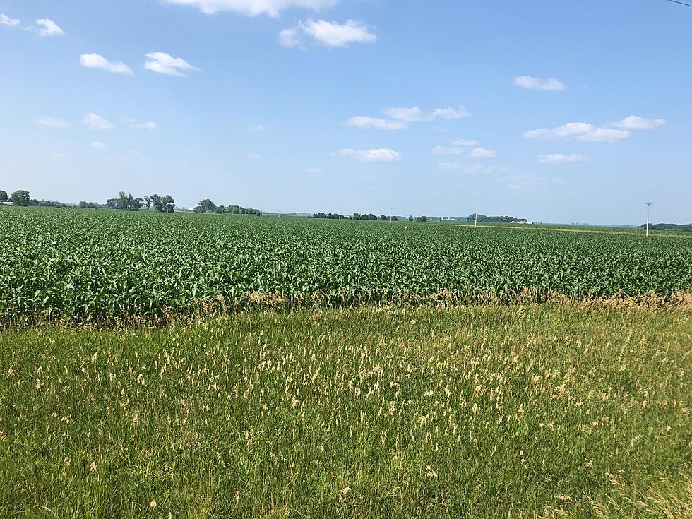 Minnesota Crops Looking Good After 4 Inches of Rain Amid Severe Drought