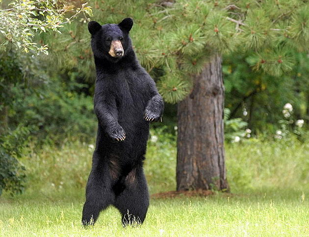 A True Bear of a Story in Minnesota History &#8211; Bear Breaks Into Hotel Duluth