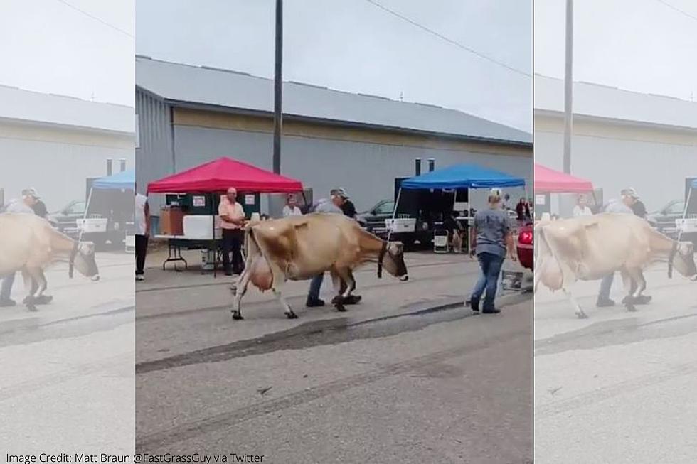 Cow-A-Bunga! Check Out This Udder-ly Amazing Parade Entry At Dennison Days!