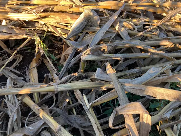 Has Your Corn Started To Lay Down?