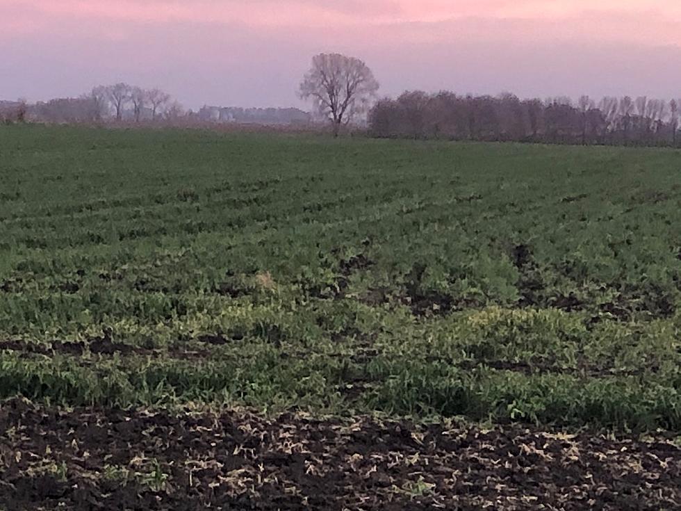 Minnesota Cover Crops Offer Multiple Benefits For Producers