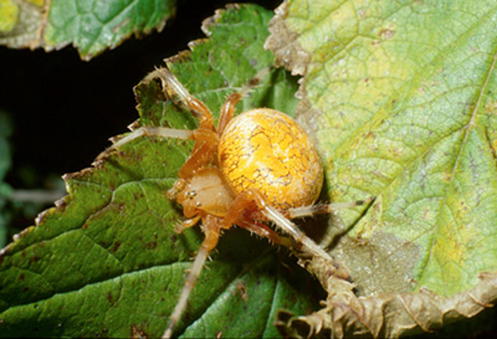 Have You Seen This Big Nasty Native Minnesota Spider?