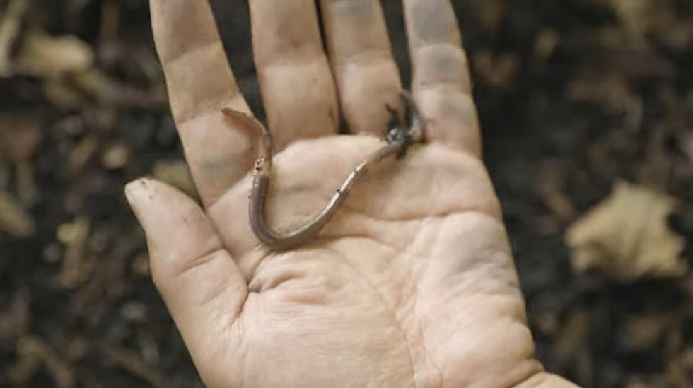 Minnesota Beware! Jumping Worms are Invading MN Forests & Yards