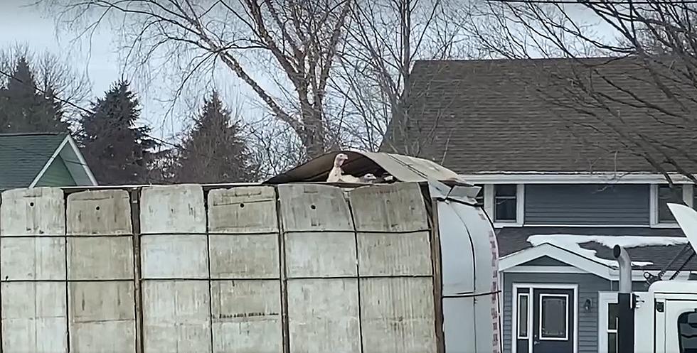 Infamously Low Faribault Bridge Gave These Turkey's Some Fresh Ai