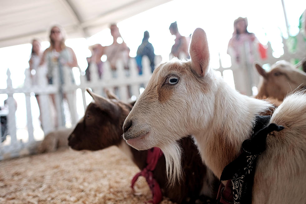 E-I-E-I-Oh? This New Agritourism Business Has Opened Up In Northfield Area!